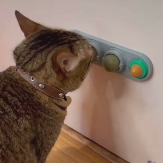 Catnip Para Gatos